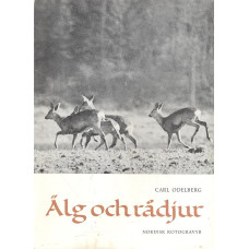 Älg och rådjur