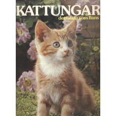 Kattungar 
Det bästa som finns