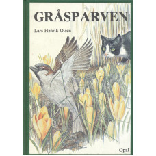 Gråsparven